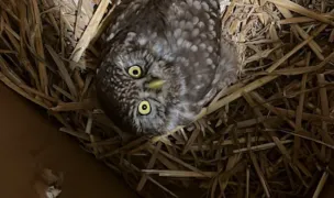 Transylvania Wildlife Rescue — Adăposturi Animale, Cluj-Napoca, Cluj