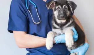Urgente Veterinare Vetricare — Cabinete Veterinare, Cluj-Napoca, Cluj