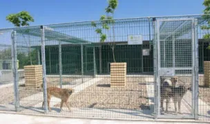 Urme de Bucurie by Save the Dogs — Adăposturi Animale, Constanța