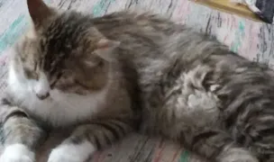 Veterimed Contel SRL — Adăposturi Animale, Prahova