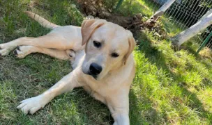 VetVision Animal Care — Cabinete Veterinare, Roman, Neamț
