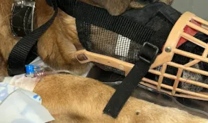 Vetzone — Cabinete Veterinare, Municipiul Constanța, Constanța