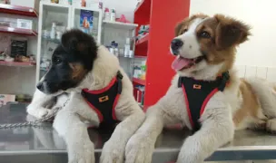 Vivavet — Cabinete Veterinare, Timișoara, Timiș