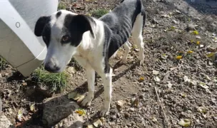 Wumis Animal Sanctuary — Cazare Animale, Călărași