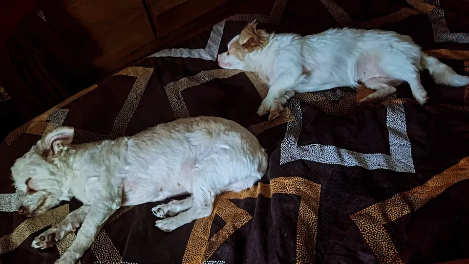 Cabinet Medical Veterinar Dr. George Ticusi — fotografie de copertă
