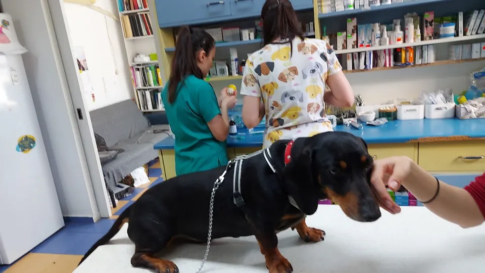Sal-Vet — fotografie de copertă