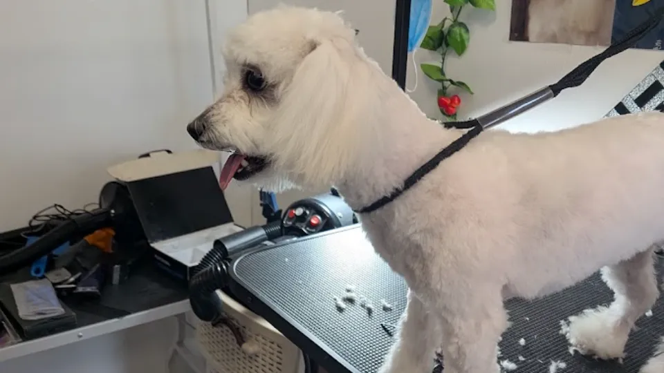 Frizerie Canina Aysa Craiovita Noua — fotografie de copertă