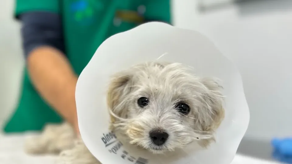 Premium Vet — fotografie de copertă
