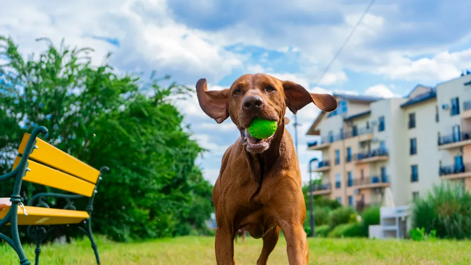 Whiskers & Tails Pet Sitter Cosmopolis — fotografie de copertă