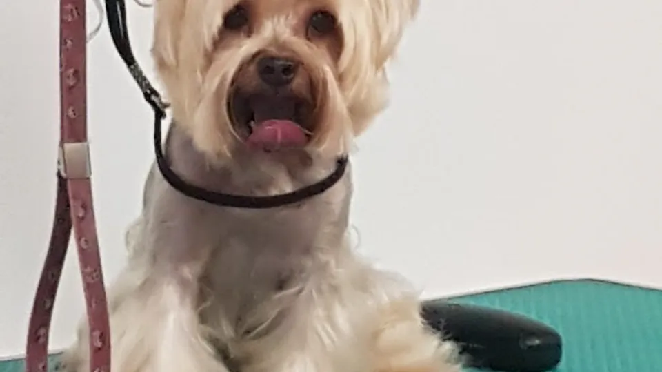 Frizerie canina — fotografie de copertă
