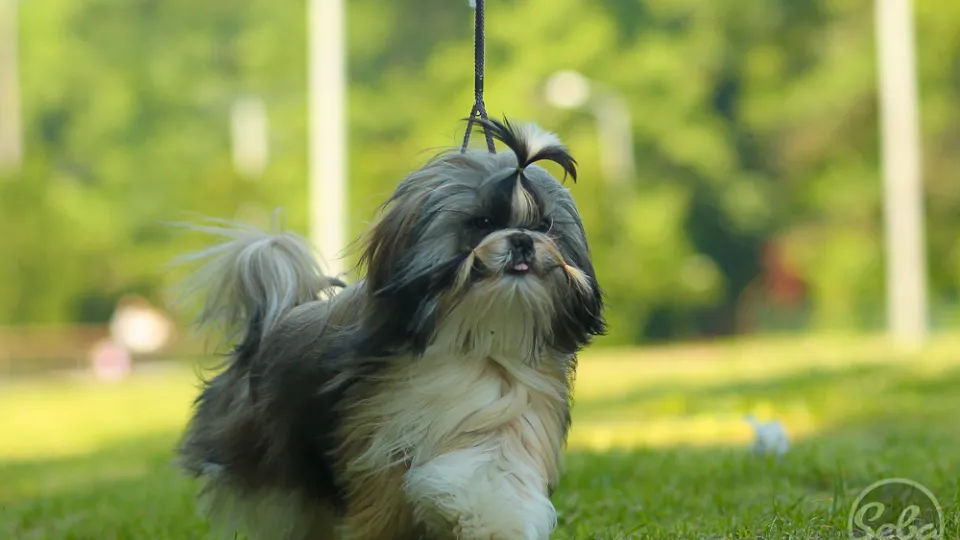 Pet Estet - Salon toaletaj canin — fotografie de copertă