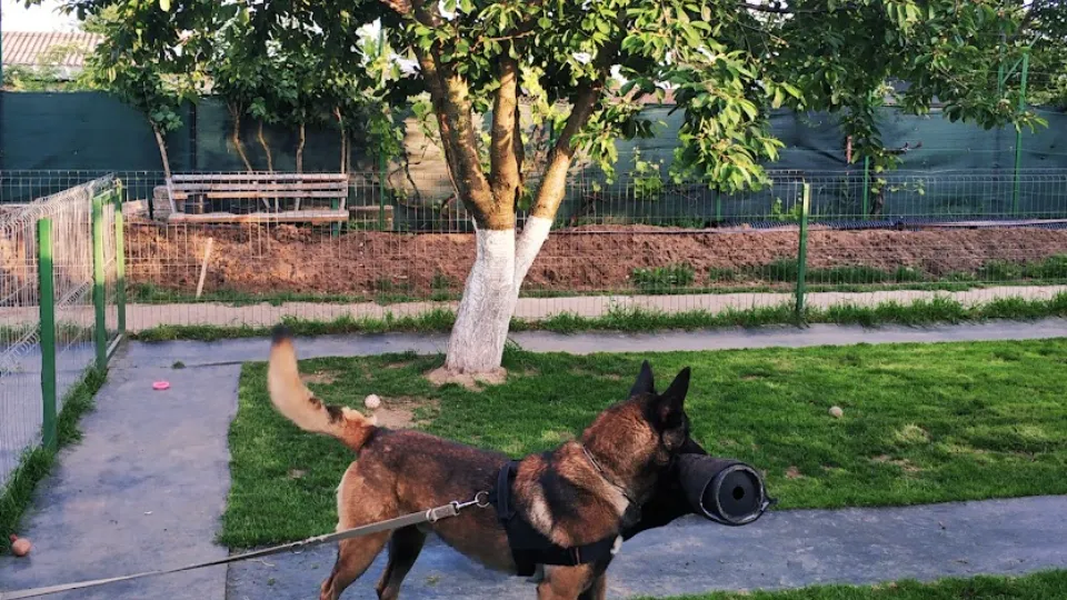 Pensiune Canina & Scoala Dresaj — fotografie de copertă