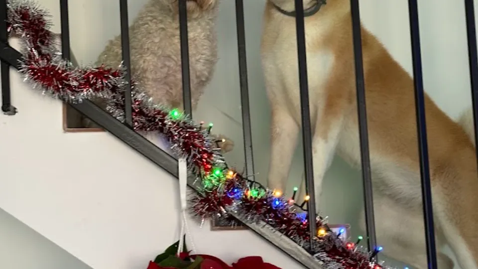 Pet Hotel Hanul Blanosilor — fotografie de copertă