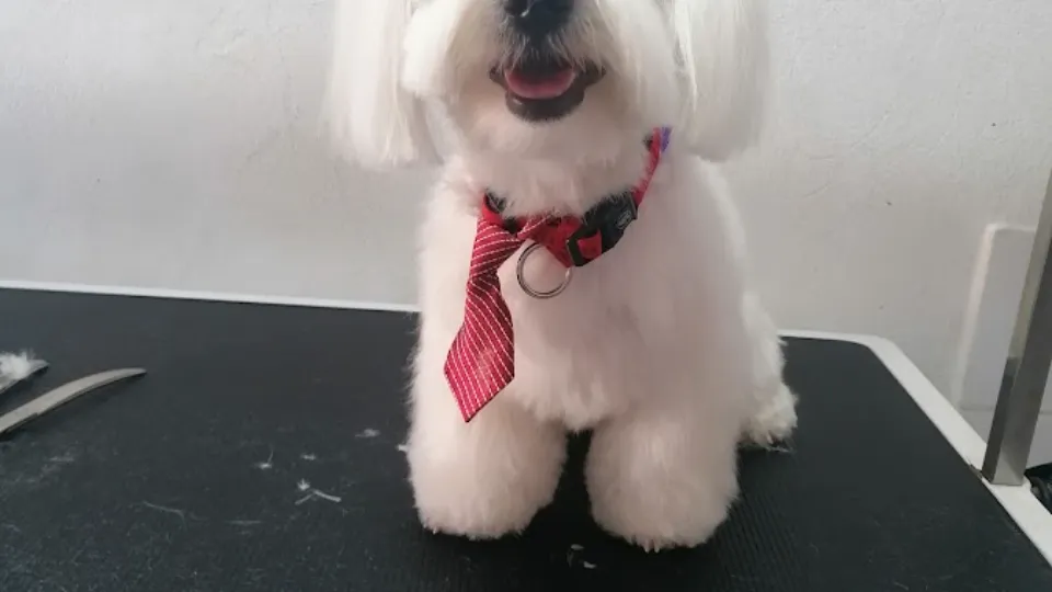 Salon Benji - Toaletaj Canin Arad — fotografie de copertă