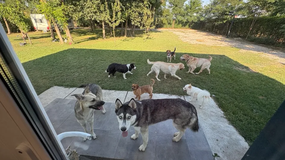 Animal's Kingdom hotel caini/pensiune canina — fotografie de copertă