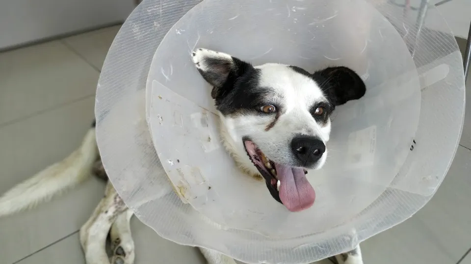 Doggy Dog — fotografie de copertă