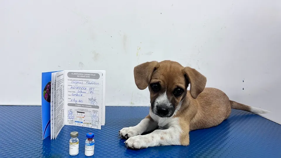 Cabinet Veterinar Letcani - AnimaTerra VET — fotografie de copertă