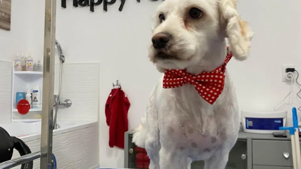 Coafor Canin - Happy Pet Style — fotografie de copertă