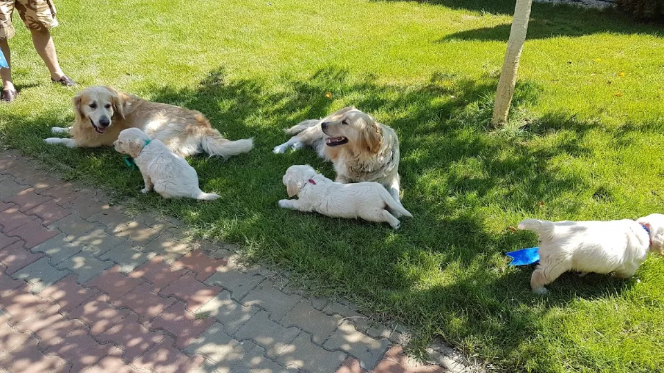 Pui Golden Retriever, C.O.R. pedigree tip A — fotografie de copertă