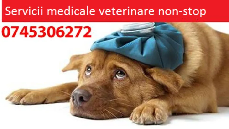 Urgente Veterinare Iasi — fotografie de copertă