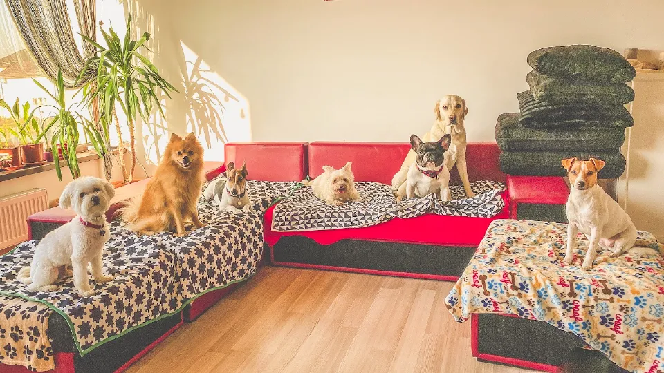 Tina’s Pets Dog Walker & Pet Sitter — fotografie de copertă
