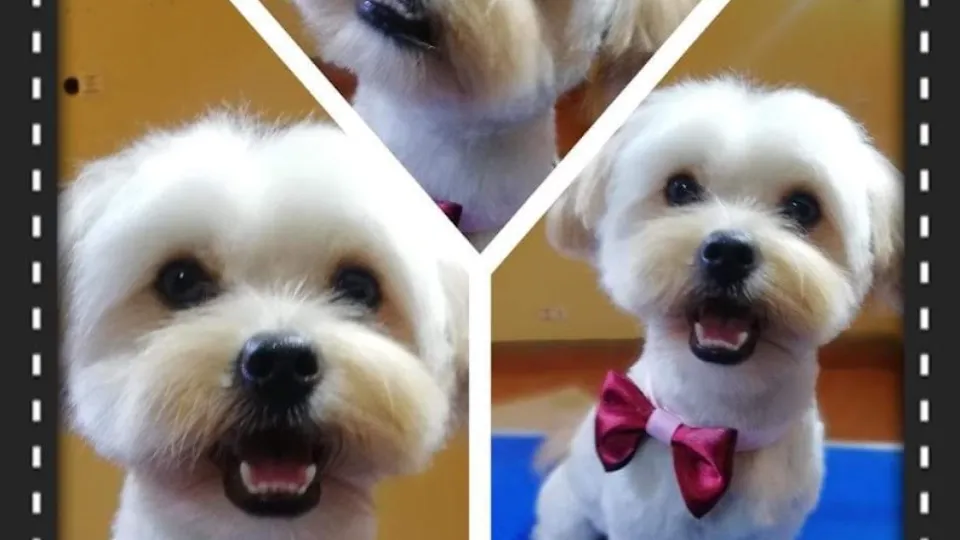 Sara salon canin Arad, frizerie și cosmetica canina.Tuns câini Arad — fotografie de copertă