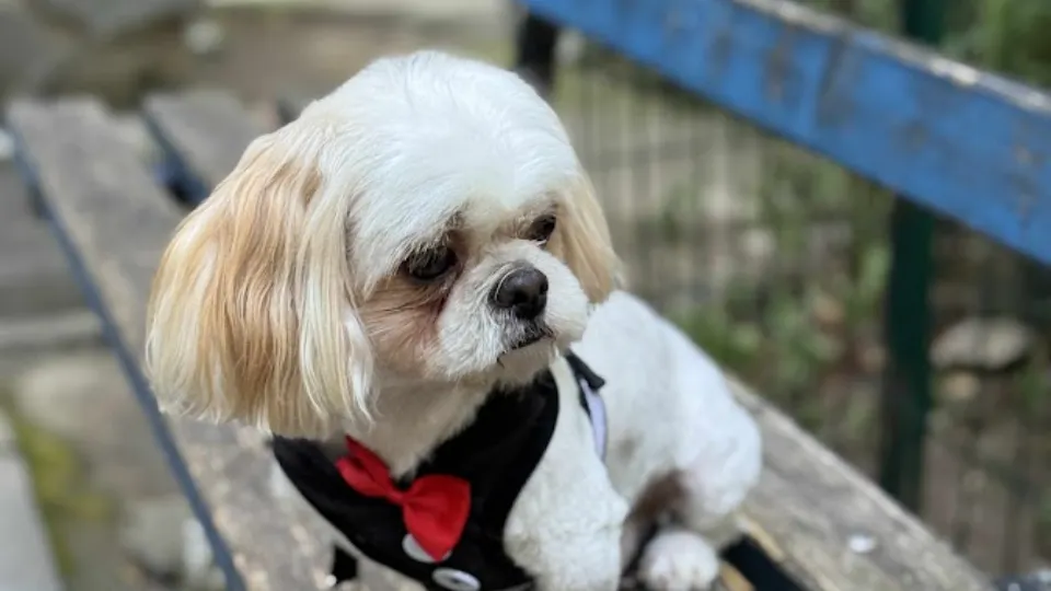 La Petrica-Frizerie canină craiova — fotografie de copertă