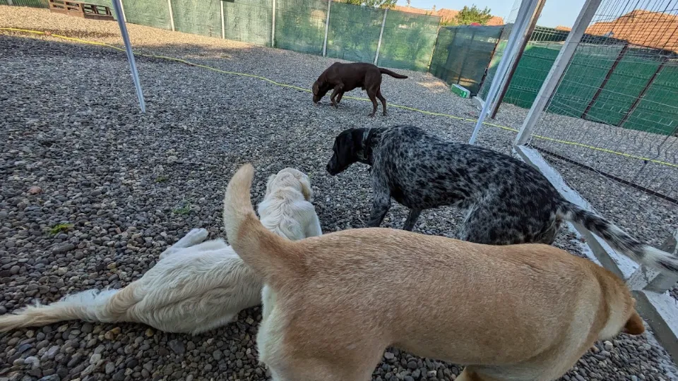 Pensiunea Canina Fifi — fotografie de copertă