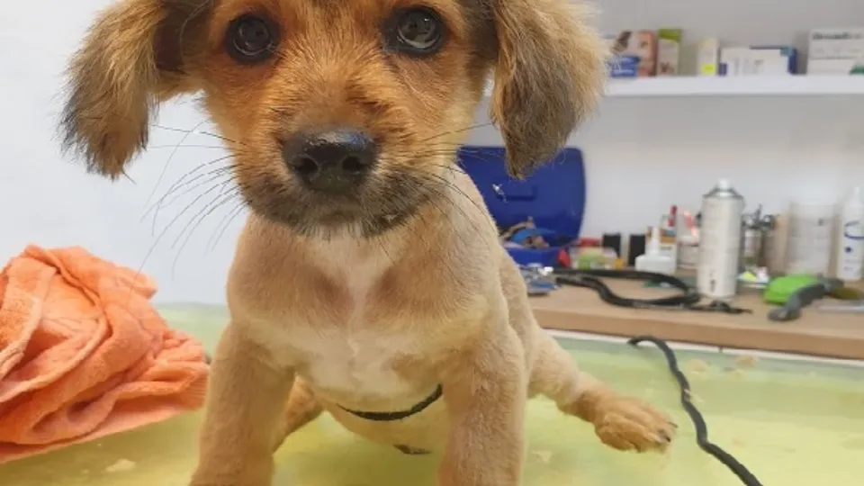 Cabinet veterinar Arad — fotografie de copertă