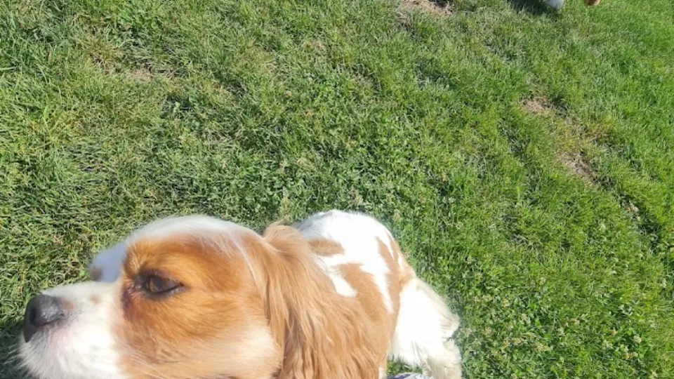 Fabiss Pet Residence Timisoara — fotografie de copertă
