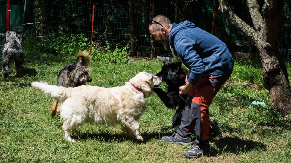 Dog Resort: Acasă cu dresorii - petsitting București — fotografie de copertă