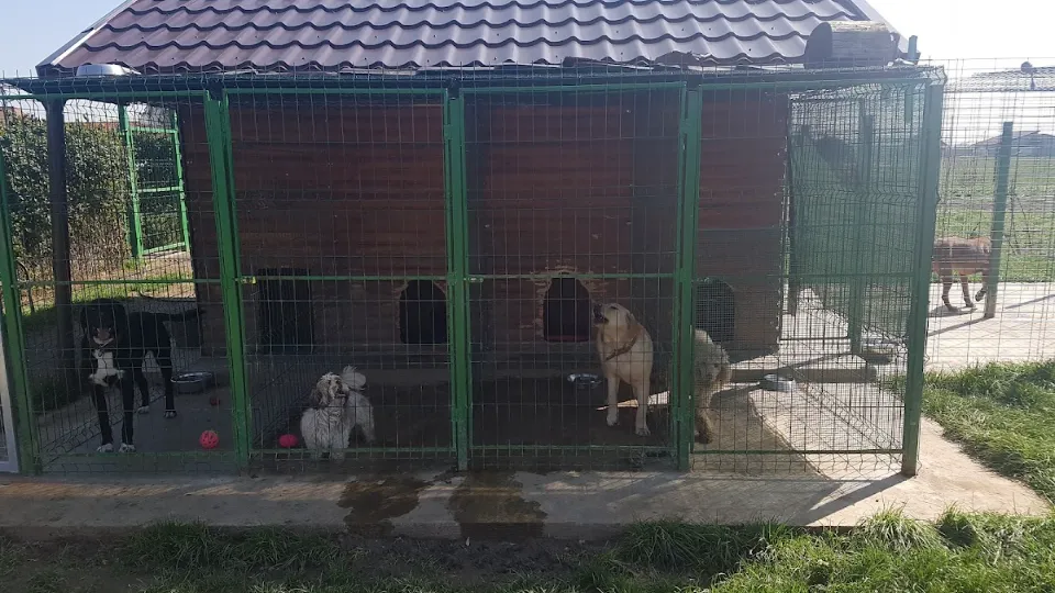 Pensiunea Happy Dog Santandrei — fotografie de copertă