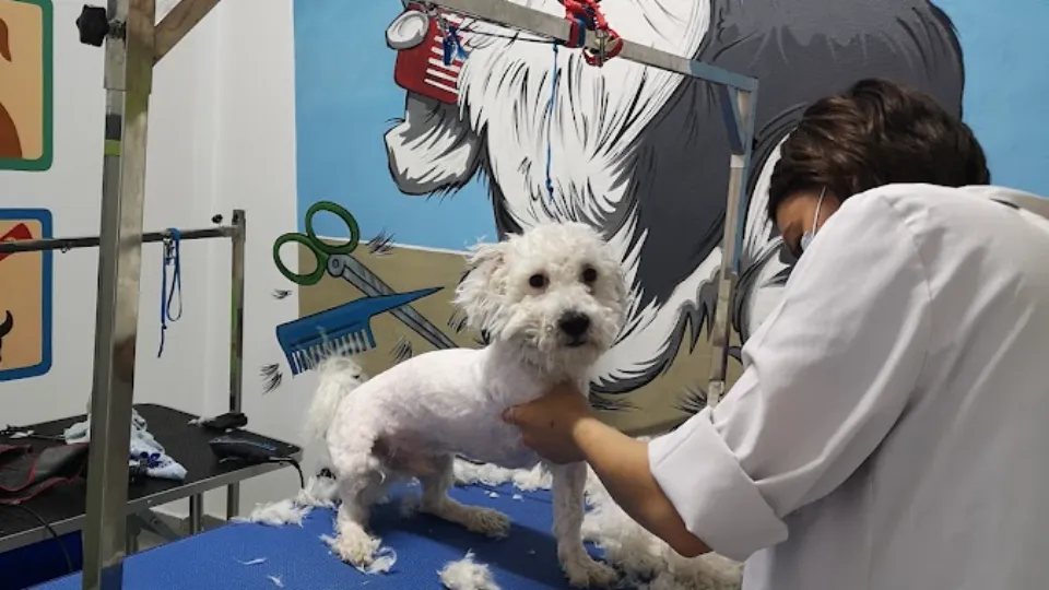 Vet & Pet Centre — fotografie de copertă