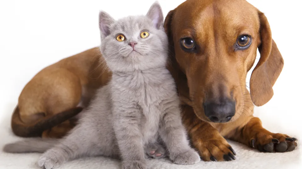 - Cabinet Veterinar -Dogtor Cat — fotografie de copertă