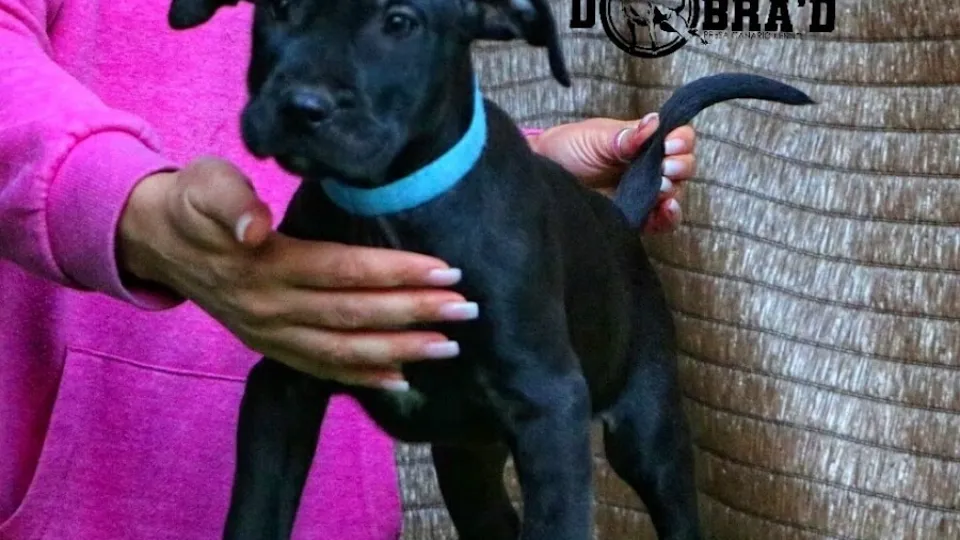 Presa Canario Dobra'D Kennel - puppy reservation — fotografie de copertă