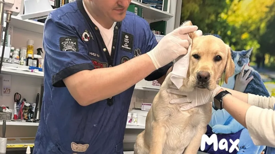 Cabinet veterinar Dr. Onea | Premium Pharma Vet — fotografie de copertă