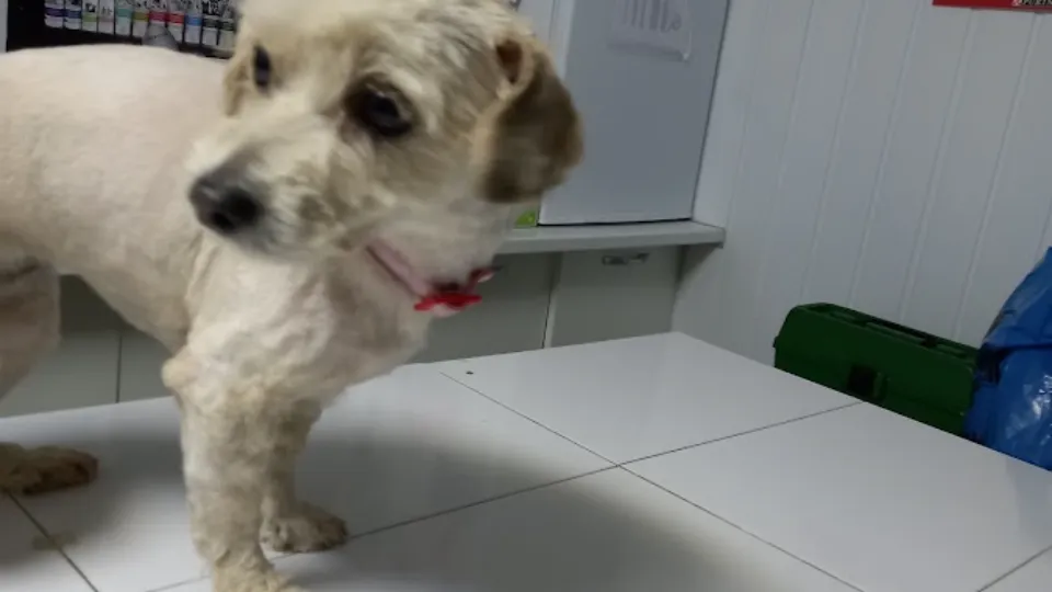 Cabinet Veterinar Apivet Miroslava — fotografie de copertă