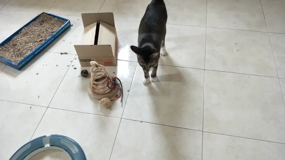 Bona de Animale Galati Cazare & Plimbari — fotografie de copertă