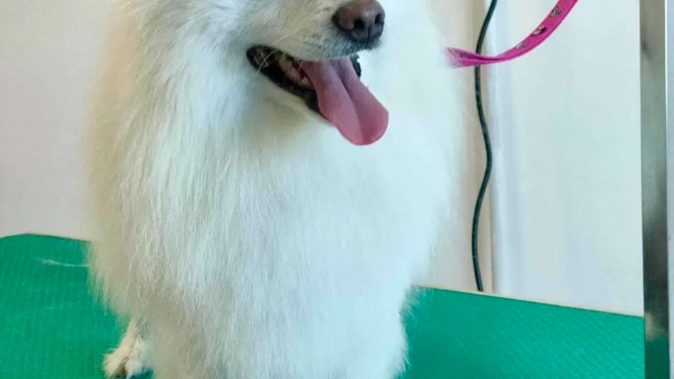 Salon canin ARISLAND — fotografie de copertă