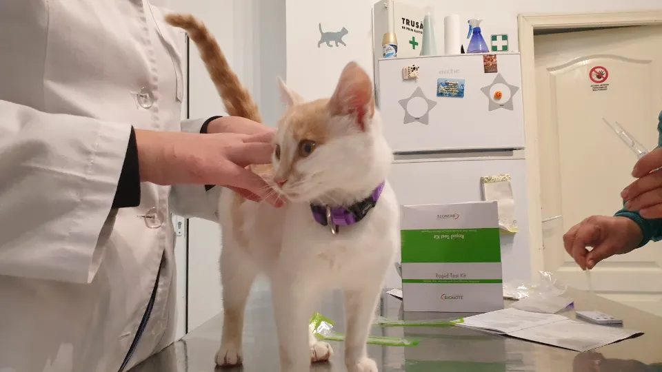 Wave Veterinary — fotografie de copertă