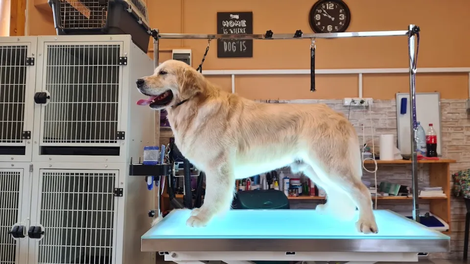 Coafor Canin Lucky — fotografie de copertă