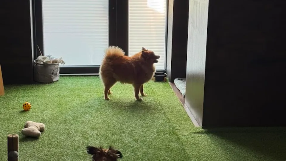 Pet Care Iași - Pensiune de animăluțe și Pet Sitter Iaşi — fotografie de copertă