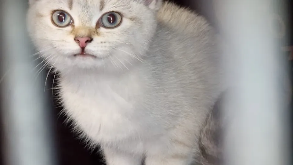 HotelCat — fotografie de copertă