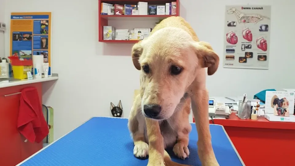 Veterinary Cabinet Dr Livia Petre — fotografie de copertă