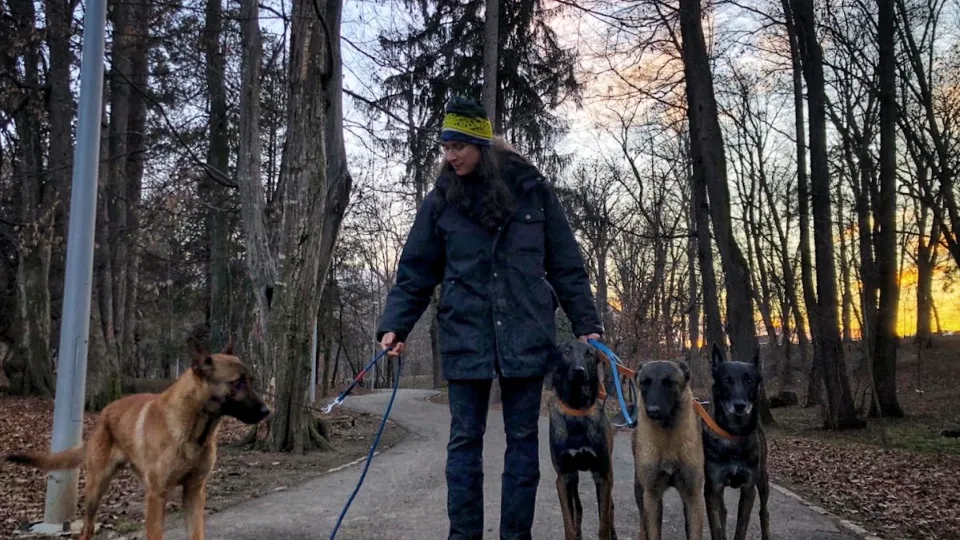 Dogdharma - Reabilitare și dresaj Canin în Sibiu — fotografie de copertă