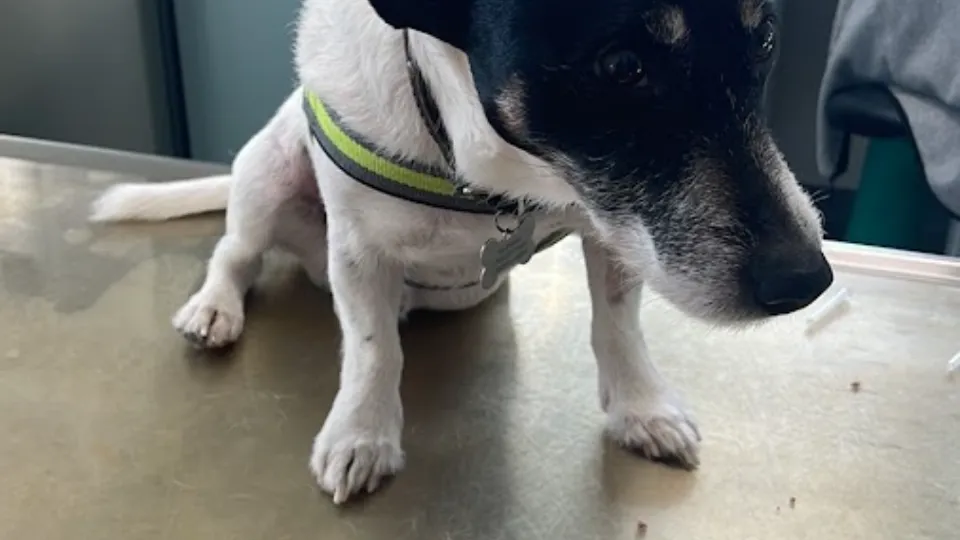 Vet Doctor Pets — fotografie de copertă