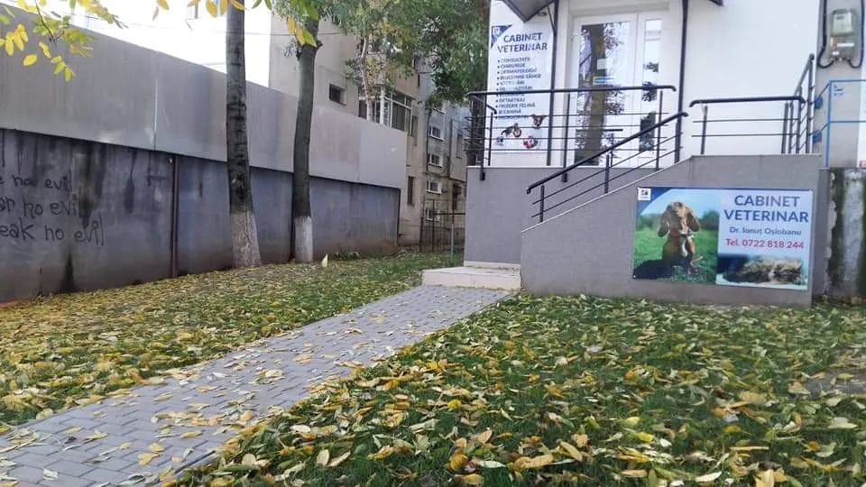 Veterinary point of care — fotografie de copertă