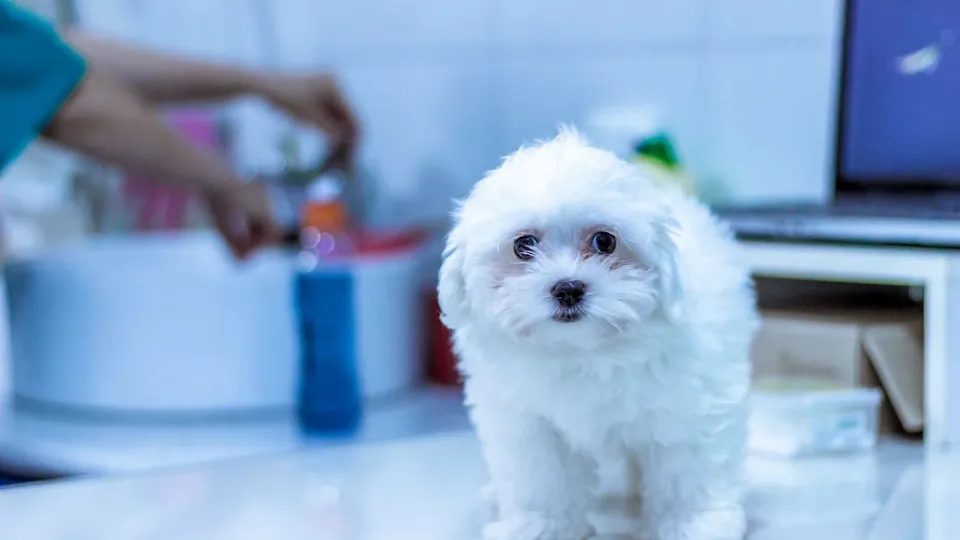 ARCAVET Cabinet Veterinar Galati — fotografie de copertă