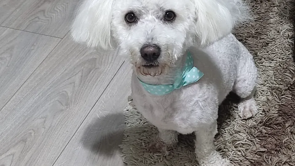 Happy Dog - Frizerie Canina — fotografie de copertă