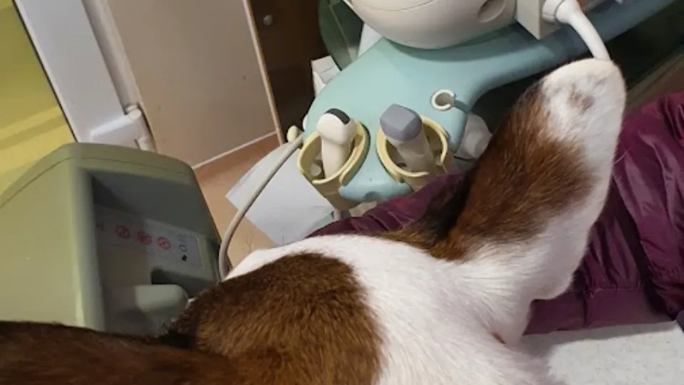 CLINICA VETERINARA CERTOVET — fotografie de copertă